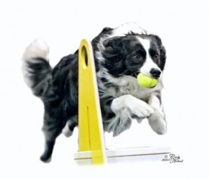 bc_flyball_photo_paint_sm-452x373.jpg